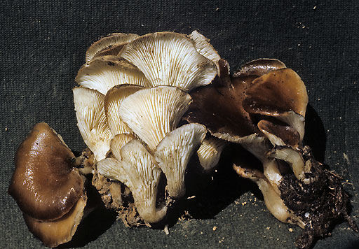 Hohenbuehelia petaloides